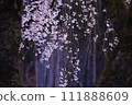 Glamorous cherry blossoms 111888609