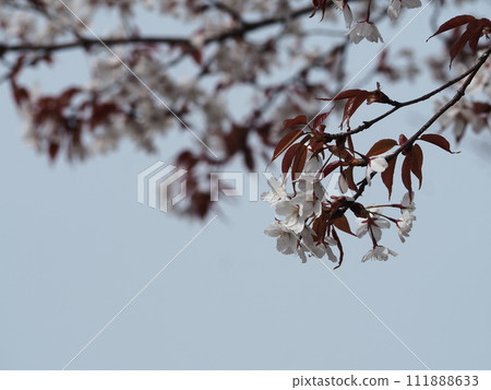 Spring flowers, cherry blossoms, wild cherry blossoms Spring flowers, cherry blossoms, wild cherry blossoms 111888633