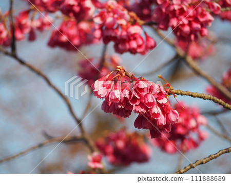 Cherry blossoms, deep pink flowers, Kanhizakura 111888689