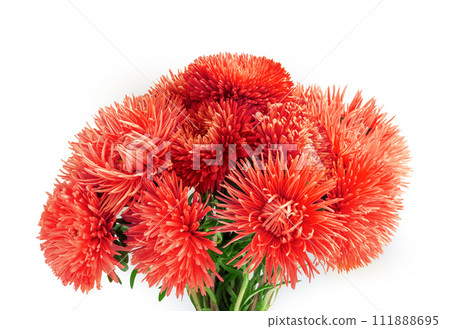Curvy needle pink asters 111888695