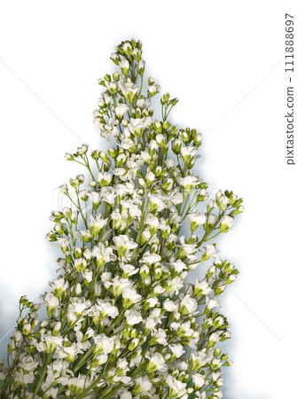 Arabis isolated on black background Arabis isolated on black background 111888697