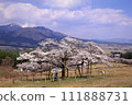 Kannon cherry blossoms and Aso mountain range 111888731