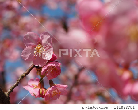 Spring flowers, cherry blossoms, Kawazu cherry blossoms Spring flowers, cherry blossoms, Kawazu cherry blossoms 111888791