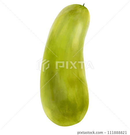 Watercolor hand drawn zucchini isolated on white background. Fresh vegetable. Watercolor illustration of vegetables Watercolor hand drawn zucchini isolated on white background. Fresh vegetable. Watercolor illustration of vegetables 111888821