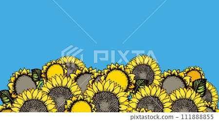 Vector illustration. Sunflowers Vector illustration. Sunflowers 111888855