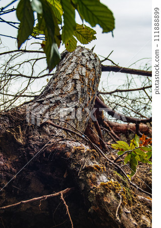 森林裡倒下的樹 111888899