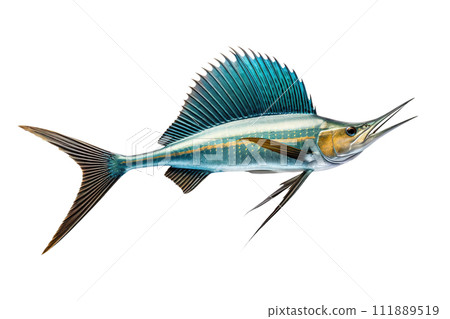 Image of a sailfish isolated on white background. Fresh fish. Underwater animals. Generative AI. Image of a sailfish isolated on white background. Fresh fish. Underwater animals. Generative AI. 111889519