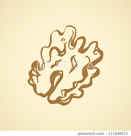 Walnut. Vector drawing 111890013