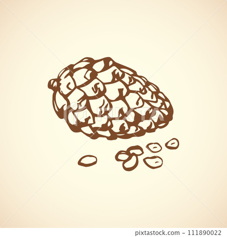 Pine nuts. Vector drawing Pine nuts. Vector drawing 111890022