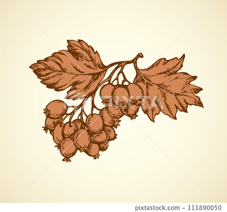 Hawthorn. Vector drawing Hawthorn. Vector drawing 111890050