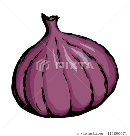 Fig. Vector drawing Fig. Vector drawing 111890071