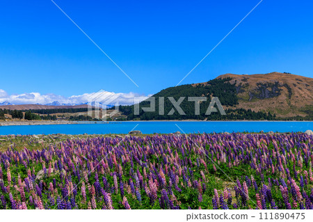 Beautiful blue Lake Tekapo with colorful flowers 111890475