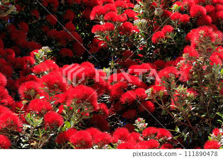 Pofutsukawa red flowers in full bloom at Christmas in Akaroa, New Zealand 111890478