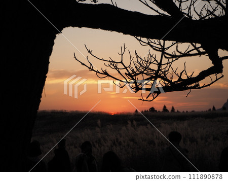 樹林外可見日落 111890878