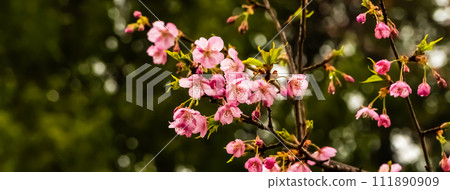 河津櫻花在小雨中開始綻放 111890909