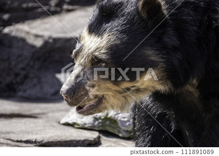 眼鏡熊簡介 111891089