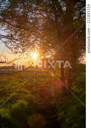 Ethereal Sunburst through Springtime Trees 111891314