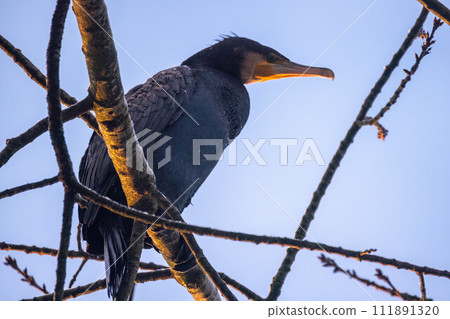 Black Cormorant Perched on Bare Tree Branches 111891320