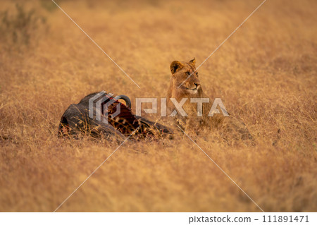 Lioness sits turning head near wildebeest carcase 111891471
