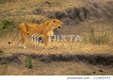 Lioness stands beside dry waterhole opening mouth Lioness stands beside dry waterhole opening mouth 111891472