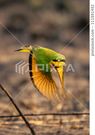Little bee-eater flies towards camera near sticks 111891482