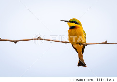 Little bee-eater turns head on narrow branch Little bee-eater turns head on narrow branch 111891505
