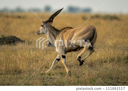 Male common eland gallops across grassy plain Male common eland gallops across grassy plain 111891517