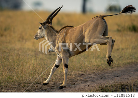 Male common eland jumps across dirt track 111891518