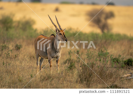 Male common eland stands among low bushes Male common eland stands among low bushes 111891521