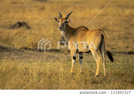 Male common eland stands in short grass 111891527
