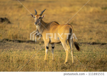 Male common eland stands looking to camera 111891531