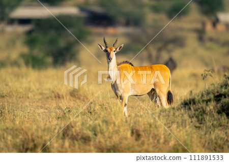 Male common eland stands near termite mound Male common eland stands near termite mound 111891533