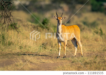 Male common eland stands on grassy track Male common eland stands on grassy track 111891535