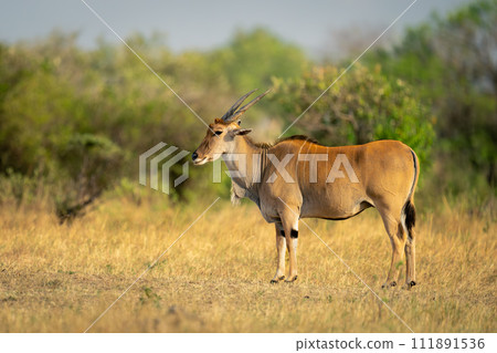 Male common eland stands on short grass Male common eland stands on short grass 111891536