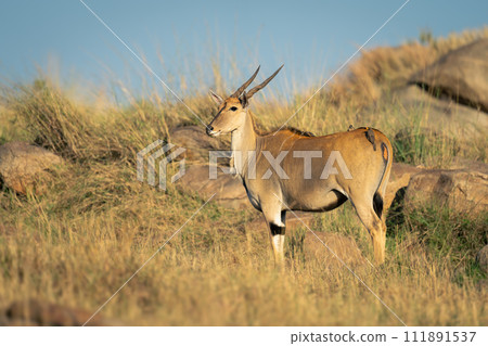 Male common eland stands staring at camera Male common eland stands staring at camera 111891537