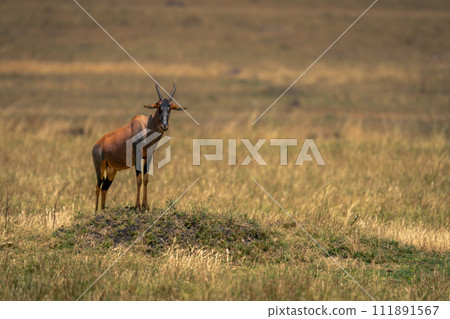Male topi stands on grassy termite mound Male topi stands on grassy termite mound 111891567