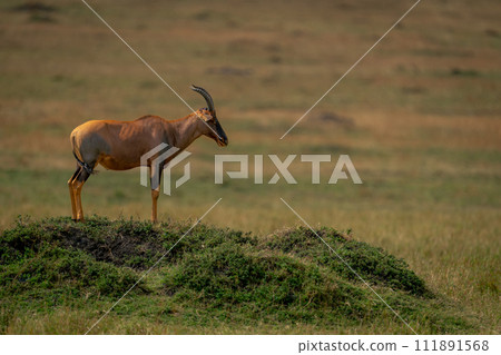 Male topi stands on mound in profile Male topi stands on mound in profile 111891568