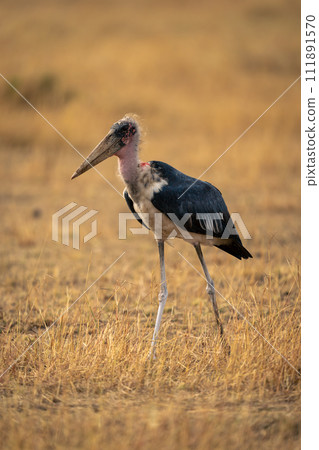 Marabou stork crosses short grass in savannah 111891570