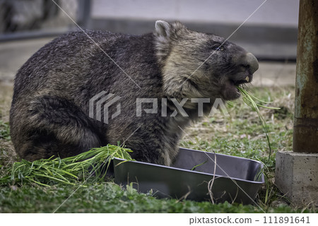 wombat eating food 111891641