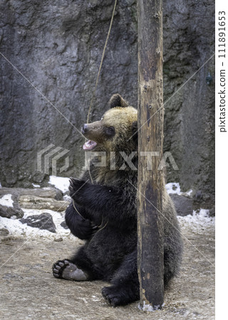 Ezo brown bear playing with a rope 111891653