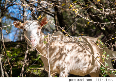 Goats grazing in the mountainous wilderness of lake Como Goats grazing in the mountainous wilderness of lake Como 111891709