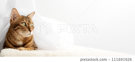 Bengal cat resting on a cat mat. Bengal cat resting on a cat mat. 111891926