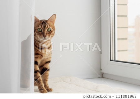 Bengal domestic cat resting on the windowsill near the window. 111891962