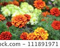 Marigold  111891971