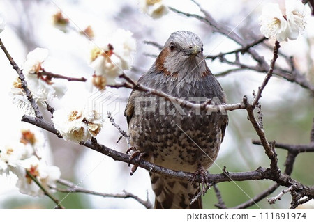 Brown eared plum and plum 111891974