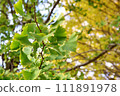 Ginkgo's autumn leaves 111891978