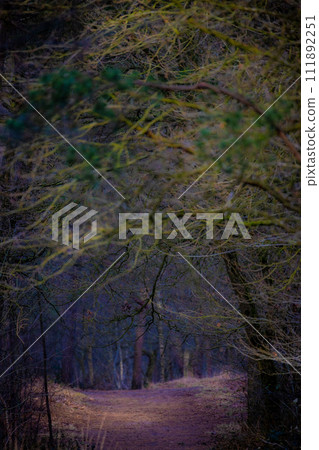 Mystical Trail Through the Dim Winter Woods Mystical Trail Through the Dim Winter Woods 111892251