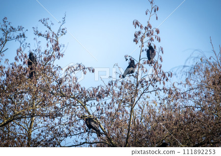 Crows Perched in Wintery Tree Branches 111892253