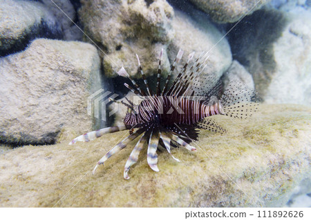 Lionfish (Pterois mombasae). Scorpaenidae - beautiful and dangerous sea fish on Maldives island. Tropical and coral sea wildelife. Beautiful underwater world. Underwater photography. Lionfish (Pterois mombasae). Scorpaenidae - beautiful and dangerous sea fish on Maldives island. Tropical and coral sea wildelife. Beautiful underwater world. Underwater photography. 111892626