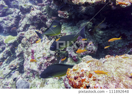 Coral Reef and Tropical Fish on Maldives island. Tropical and coral sea wildelife. Beautiful underwater world. Underwater photography. 111892648